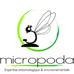 insecte Reunion - Micropoda: expertise entomologique et environnementale